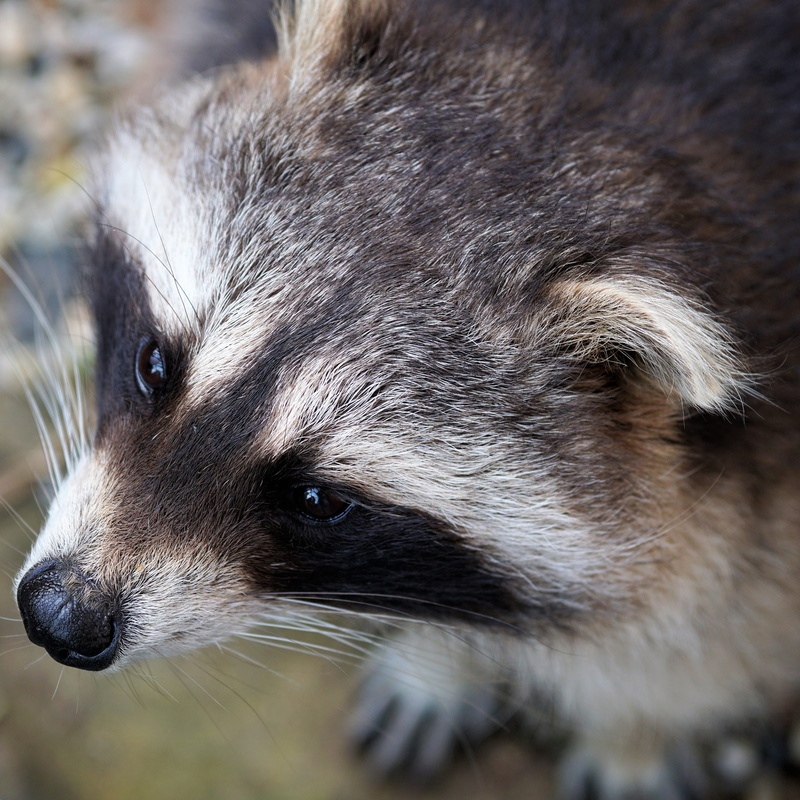 vertebrate, animals in the wild, zoo, animal head, snout, 2K, looking, close-up, north america, mammal, animal hair, day, animal wildlife, photo, animal themes