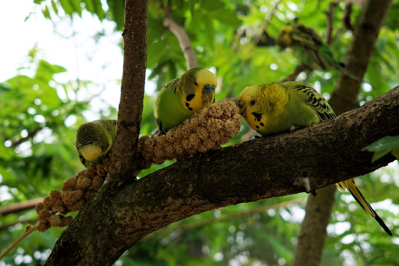 day, animal, plant, ziervogel, animals in the wild, Animals, wildlife, branch, wildlife photography, creature, tropical Climate, Bird, focus on foreground