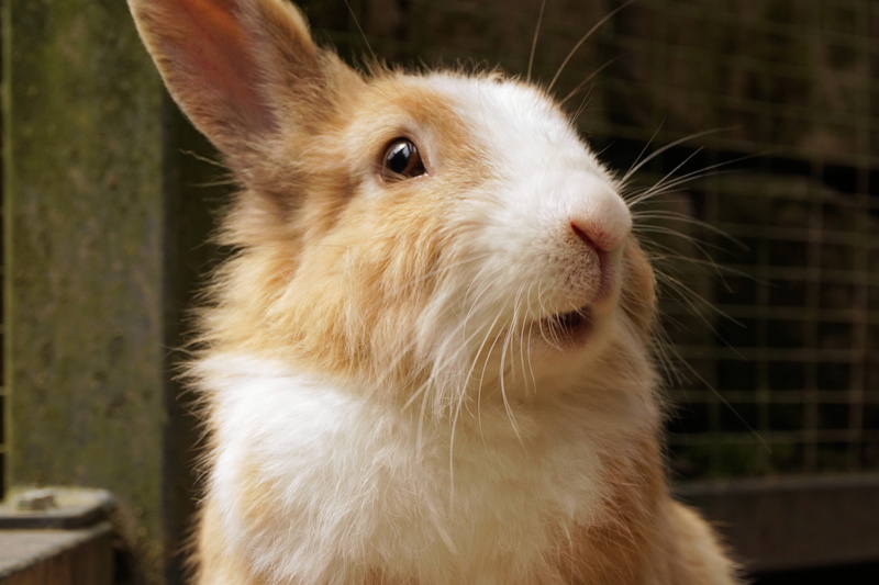 whisker, nager, day, looking, animal world, dwarf rabbit, animal body part, herbivorous, animal, rodent, 4K, animal themes, long eared, one animal, rabbit - animal
