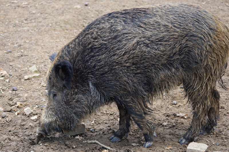 pig, animal hair, close-up, animal wildlife, animals in the wild, animal, dirt, vertebrate, wild boar, mammal, zoo, land, hair, nature, park, boar, 4K