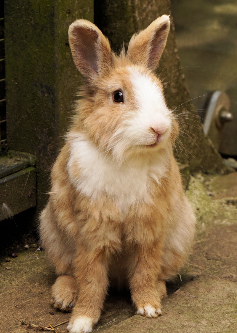 head, dwarf rabbit, looking, beside, hare, focus on foreground, sababurg castle, mammal, long eared, domestic, sitting, rabbit - Animal, dwarf bunny, spoon