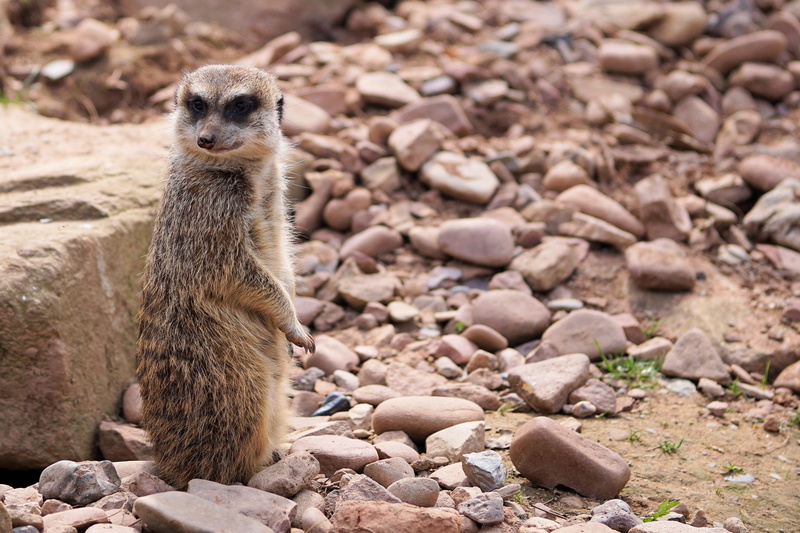 no people, furry, fur, sababurg castle, meerkat, rock - object, animal themes, curious, mammal, standing, nature, animals in the wild, land, rock, animal wildlife