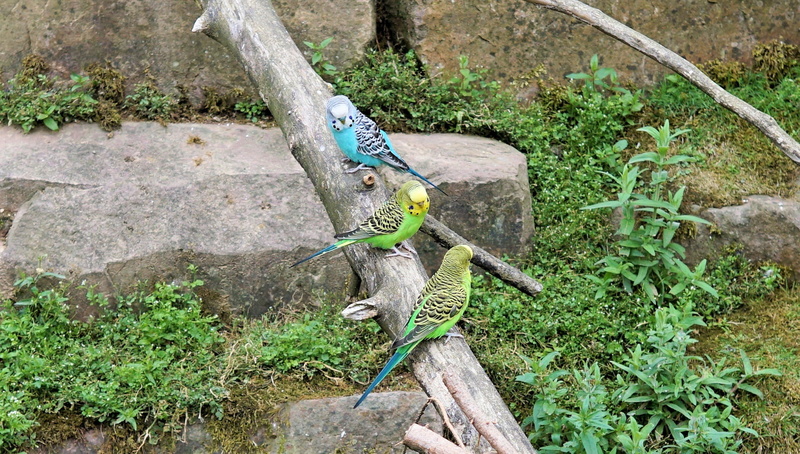green color, animals in the wild, animal themes, sababurg castle, 1080P, field, water, ziervogel, color, zoo sababurg, millet, zoo, animals, plumage, animal world