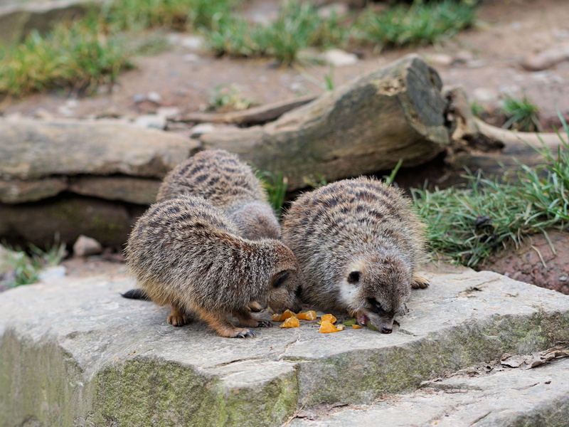 vertebrate, solid, focus on foreground, curious, meerkat, sababurg castle, day, group of animals, eat, rodent, animal wildlife, small, plant, outdoors