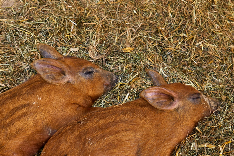 young, vertebrate, day, herbivorous, nature, plant, pets, animal themes, security, piglet, young animal, animal, 4K, petite, animal family, sababurg castle