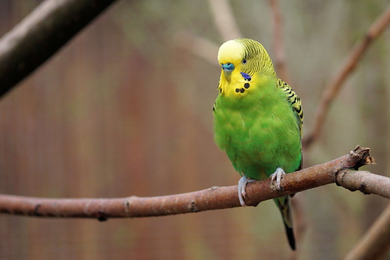 animal themes, animal wildlife, budgie, animal world, animals in the wild, food, small bird, animal, ziervogel, plumage, vertebrate, close-up, wildlife photography