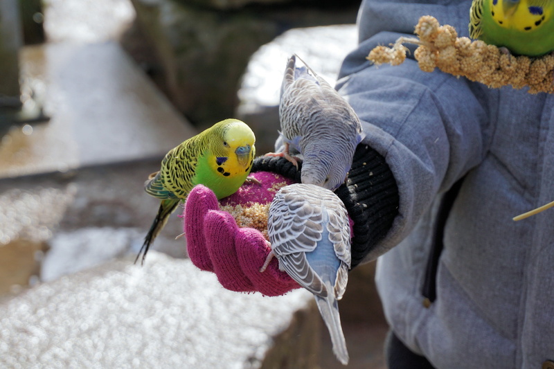 small parrot, bill, holding, representation, craft, outdoors, eat out of your hand, toy, sababurg castle, winter, feed, innocence, vertebrate, bird, 4K