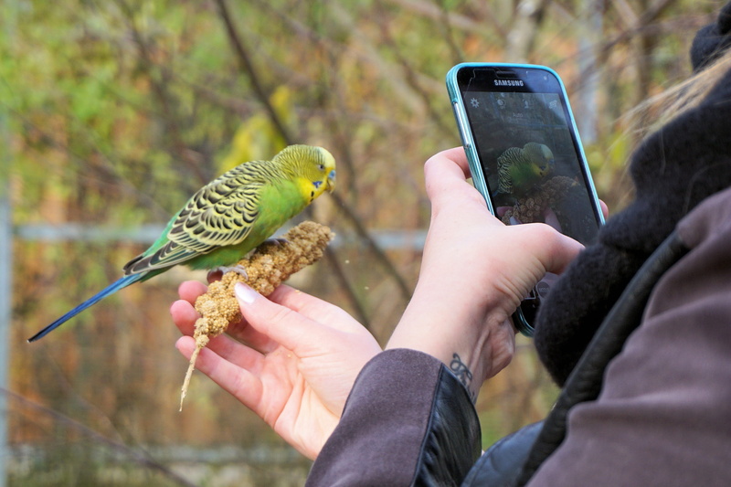 real people, leisure activity, photographer, focus on foreground, bird, animal, hand, 4K, animal wildlife, day, parakeet, smartphone, nature, human body part
