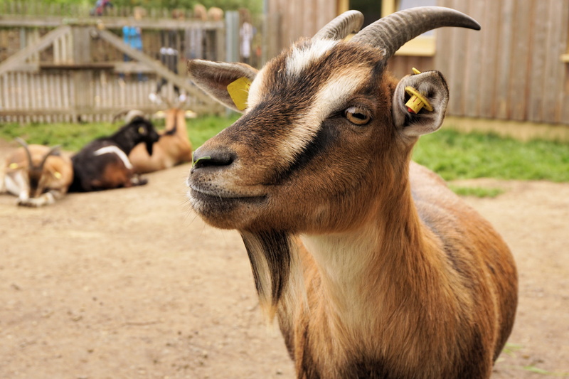 land, farm, goat, billy goat, horned, zoo, pets, no people, domestic goat, animal themes, domestic, outdoors, standing, livestock, field, focus on foreground