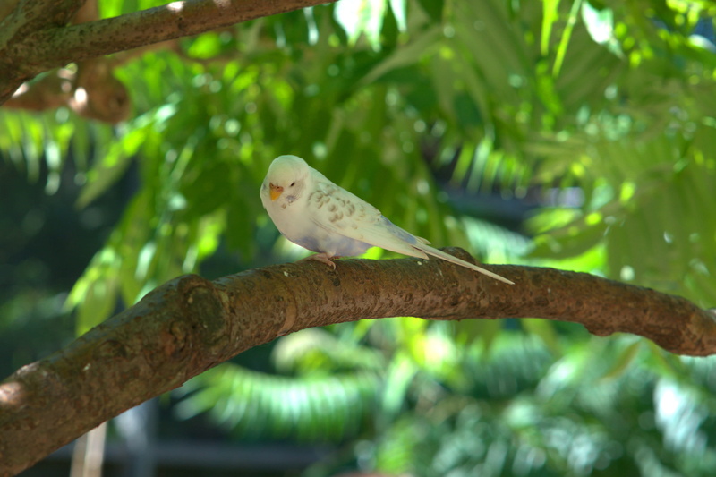 plumage, outdoors, plant part, sweet, perching, vertebrate, bird, focus on foreground, tree, plant, animal, parrot, cute, creature, parakeet, nature, zoo