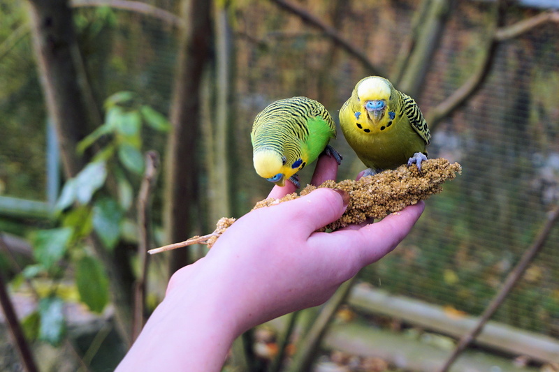 animal, parrot, plumage, cute, outdoors, focus on foreground, wildlife, sababurg castle, one person, trustful, parakeet, budgerigar, feeding, budgerigar on the hand