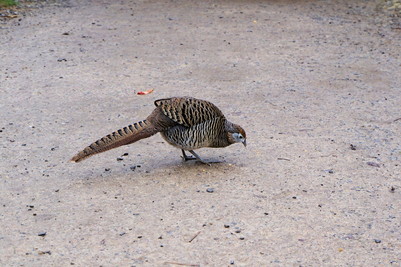 land, one animal, female, walking, high angle view, goldfasan, zoo sababurg, brown, full length, nature, zoology, 4K, galliformes, animal wildlife, feather