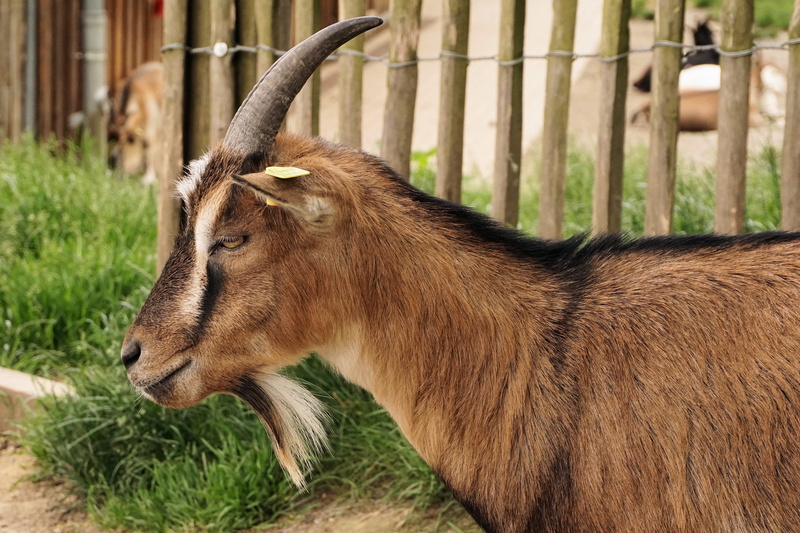 vertebrate, pet, outdoors, plant, zoo, horned, horns, nature, sababurg castle, farm, focus on foreground, animal themes, side view, pets, mammal, domestic animals