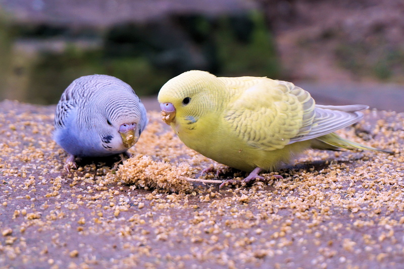 togetherness, grains, small parrot, day, two animals, feed, outdoors, animal, parrot, yellow, animals in the wild, zoo sababurg, food, feeding, vertebrate