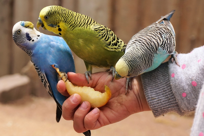 human body part, parakeet, hand, focus on foreground, bird, world, zoo sababurg, budgerigars, animal, bill, yellow, small parrot parakeet, outdoors, 4K