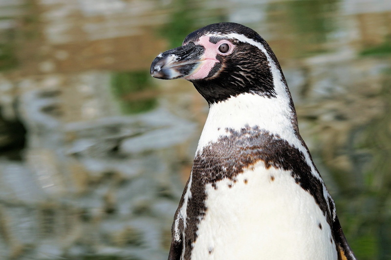 selective, animal wildlife, water, no people, zoo sababurg, humboldt penguin, side view, animals in the wild, zoo, focus, 1080P, animal head, one animal