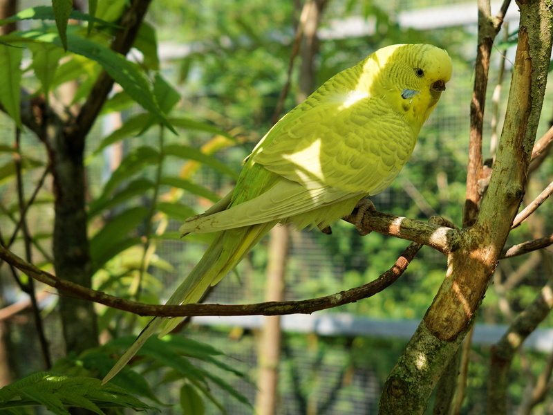 parrot, tree, one animal, perching, parakeet, nature, green color, day, zoo sababurg, zoo, food, animal themes, no people, vertebrate, yellow, 2K, animal