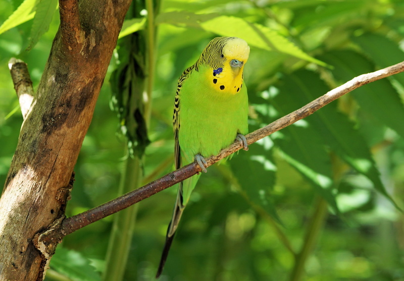 2K, animal, plant, animal themes, sababurg castle, food, animals in the wild, tree, bill, outdoors, beauty in nature, no people, zoo, parrot, green color