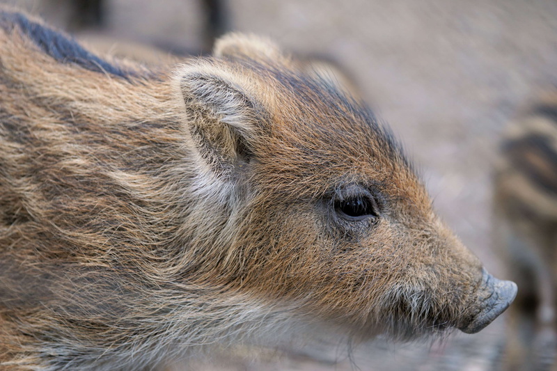 young, wild pigs, small, day, outdoors, 4K, animals in the wild, whisker, portrait, wildlife park, profile view, boar, forest, pig, looking, animal wildlife