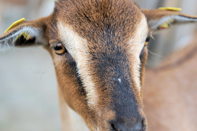 vertebrate, day, goatee, animals in the wild, farm, billy goat, looking at camera, livestock, nature, animal, animal head, one animal, domestic, animal nose