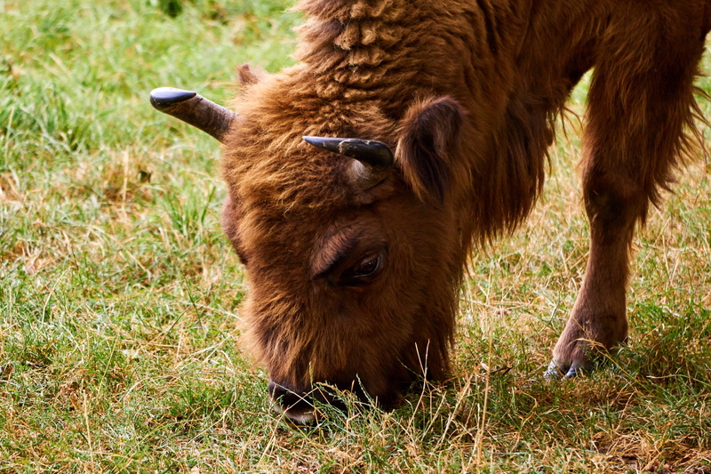 animal world, no people, vertebrate, domestic cattle, herbivorous, mammal, sababurg castle, pets, horns, graze, creature, cattle, zoo, wild, wisent, 4K