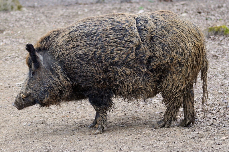 standing, zoo, outdoors, animals in the wild, sababurg castle, vertebrate, nature, side view, sow, park, herbivorous, mammal, pig, animal wildlife, 2K