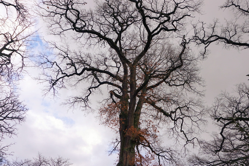 tree canopy, season, bare tree, Crown, Nature, non-urban scene, wood, scenics - nature, low angle view, oak, growth, Aesthetic, beauty in nature, directly below