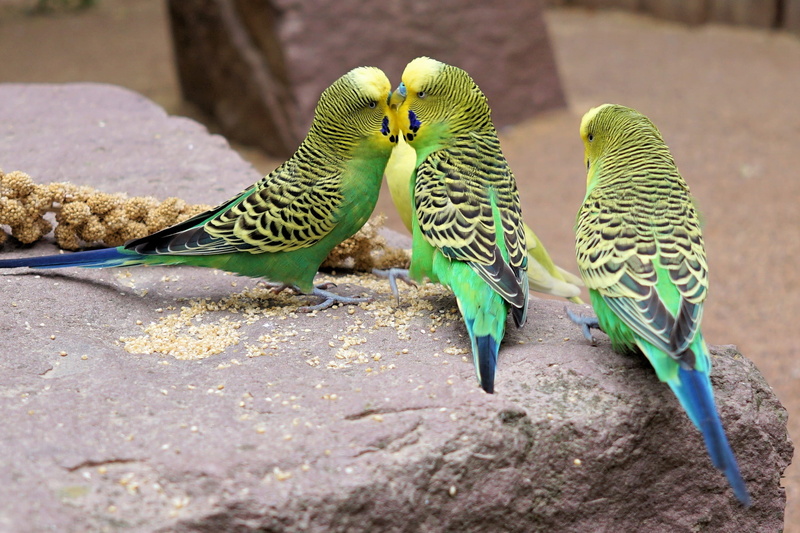 small bird, vertebrate, ziervogel, budgie, photo, group of animals, yellow, two animals, surface, day, zoo, 1080P, perching, green parakeet, budgerigar