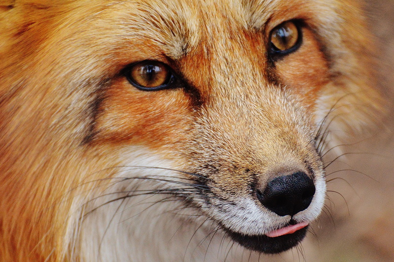 vertebrate, nature, 4K, portrait, no people, one animal, domestic, animal mouth, animal eye, aggression, fuchs, animal body part, canine, zoo, looking