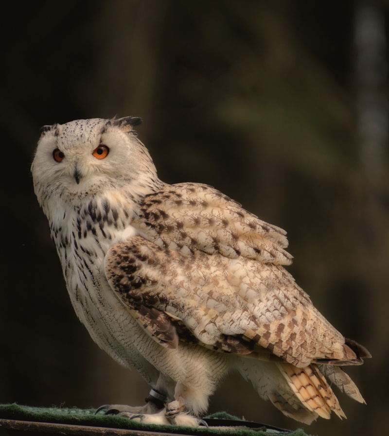 feather, eagle, no people, cute, bill, head, looking at camera, bird of prey, animal eye, perching, 4K, plumage, animals in the wild, animal, day, full length