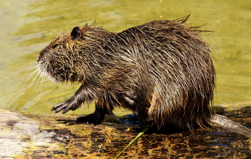 rodent, zoology, species of rodent, outdoors, splashing, fur, water, side view, animal themes, animals in the wild, lake, animal, water rat, sunlight, wet