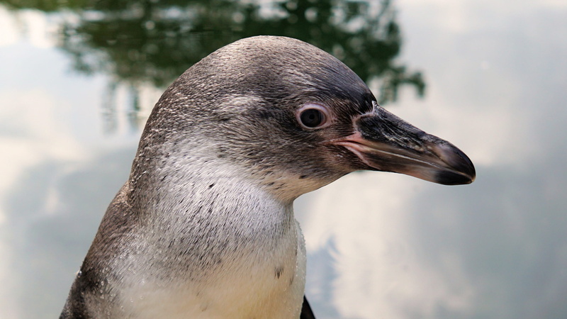 humboldt penguin, side view, sababurg castle, vertebrate, looking, white, day, outdoors, no people, one animal, zoo, water bird, animals in the wild, animal body part
