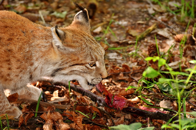 Dangerous, leaf, day, wildpark poing, animal body part, 5K, Lynx, Eat, animal, vertebrate, land, animals in the wild, one animal, relaxation, nature, field