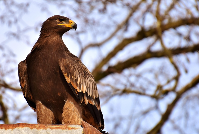 photography, looking away, brown, selective, bird, animals in the wild, low angle view, black, nature, plant, bird of prey, wildpark poing, fly, focus on foreground