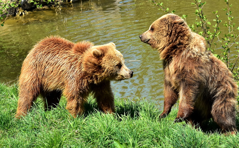 water, wildpark poing, animals in the wild, european brown bear, fur, animal family, 5K, nature park, play, group of animals, bear, standing, dangerous