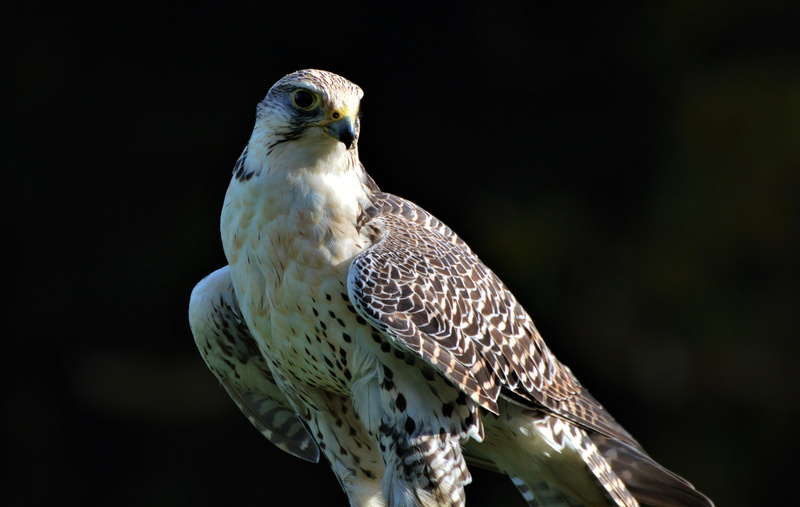 falcon - bird, bird of prey, perching, day, one animal, falkner, focus on foreground, raptor, eagle, beauty in nature, animal world, no people, black background
