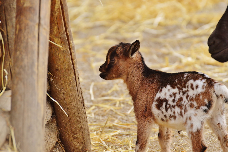 land, selective focus, Poing, fur, field, romp, young, small, quadruped, dog, Goat, young animals, standing, Wildpark, mammal, animal themes, nature, 2K