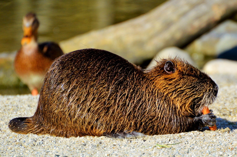 rock, water rat, mammal, side view, animal themes, close-up, animal wildlife, relaxation, nutria, animal, outdoors, one animal, underwater, species of rodent