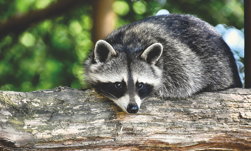 portrait, furry, log, tree, close-up, nature, vertebrate, raccoon, 5K, animals in the wild, mammal, animal wildlife, animal themes, animal, forest animals