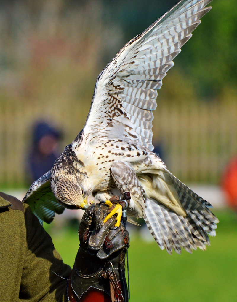 animal, wildpark poing, falkner, close-up, focus on foreground, one animal, falconry, wing, raptor, flying, raptors, wild bird, outdoors, vertebrate, bird