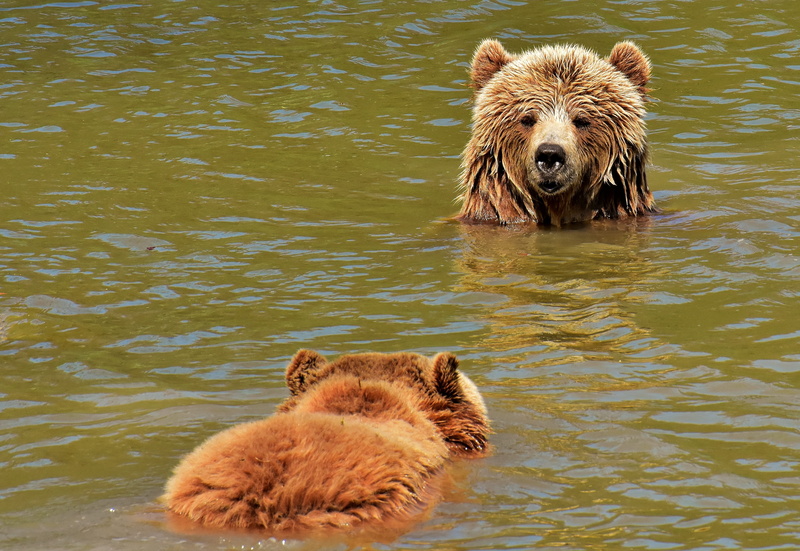 surrounded, water, 4K, high angle view, brown bear, nature park, mammal, lake, wildpark poing, animal wildlife, wild animal, play, animal family, together