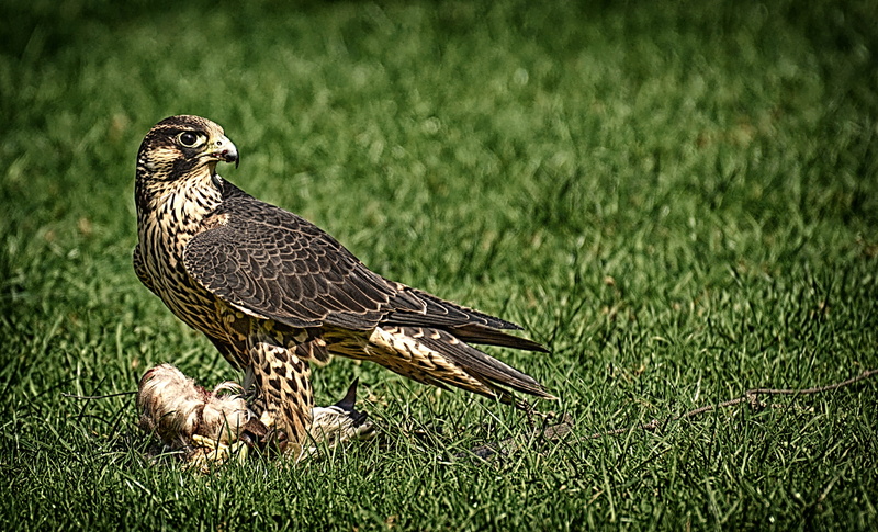 animal world, falcon, bird, feather, falcon - bird, field, bird of prey, vertebrate, no people, one animal, access, falconry, outdoors, animal family, green color