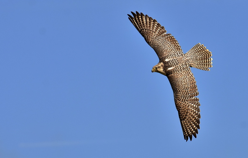 brown, animal body part, bill, feather, no people, wild animal, vertebrate, directly below, plumage, full length, copy space, falcon, animal portrait, gray