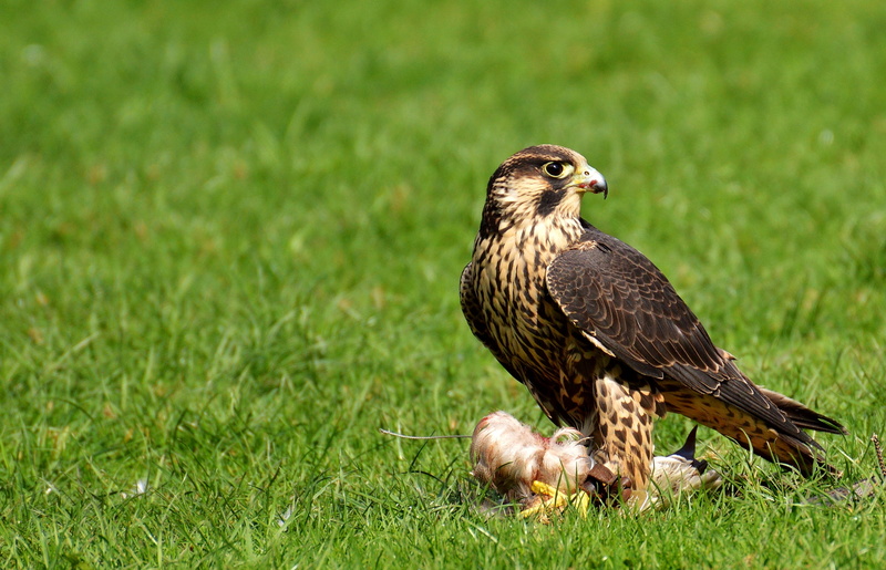 hawk - bird, falconry, beige, animal world, animal themes, eagle - bird, plumage, animal, bird, wildlife photography, green color, bird of prey, field