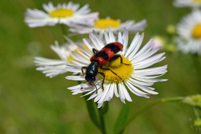 fragility, invertebrate, daisy, outdoors, bee wolf, freshness, immenkäfer, animals in the wild, insect, beauty in nature, colorful beetle, flowering plant