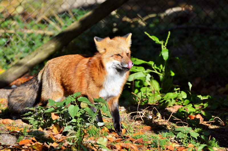 tongue, hunting, animal wildlife, one animal, animals hunting, 5K, near, no people, wildpark poing, lick, canine, wild animal, survival, animals in the wild