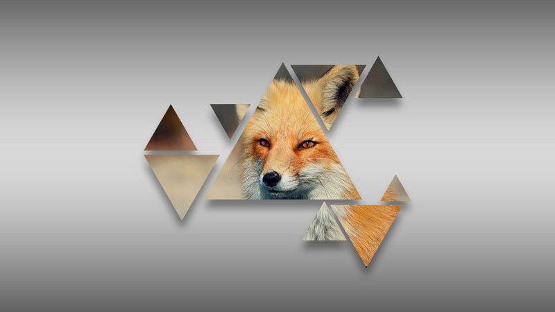 fox, grey, 1080P, triangle