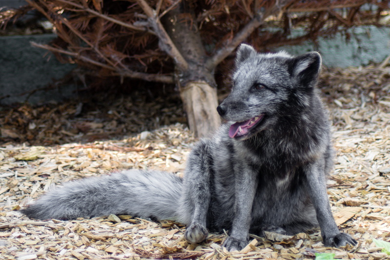 summer coat, alopex lagopus, domestic, big cat asylum, grey, predator, wild animal, finja, no people, arctic fox, nature, brown, mammal, animal wildlife