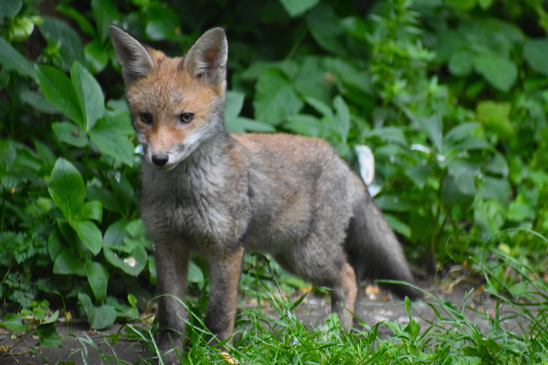 animals in the wild, day, pup, fox, bird, plant part, nature, wolf, agelaius, dog, animal wildlife, coyote, one animal, standing, looking at camera, portrait