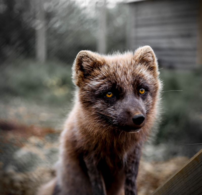 animal eye, wildlife, cute, whisker, animal, snout, no People, looking away, close-up, photography, young Animal, fur, Arctic Fox, animal wildlife, looking